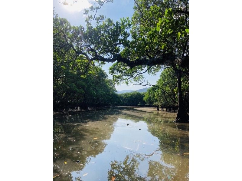 【奄美大島 / 1組様限定貸切案内】2時間マングローブカヌーの紹介画像