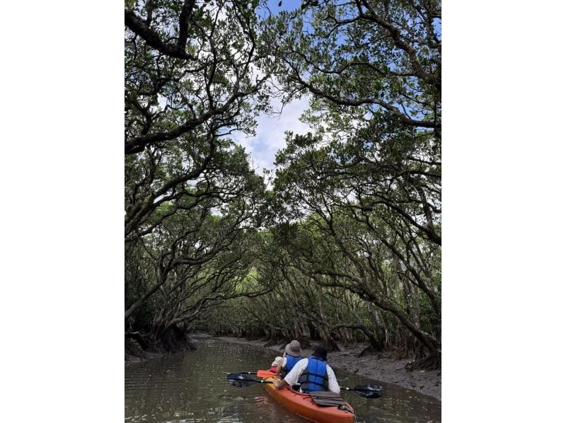 【奄美大島 / 1組様限定貸切案内】2時間マングローブカヌーの紹介画像
