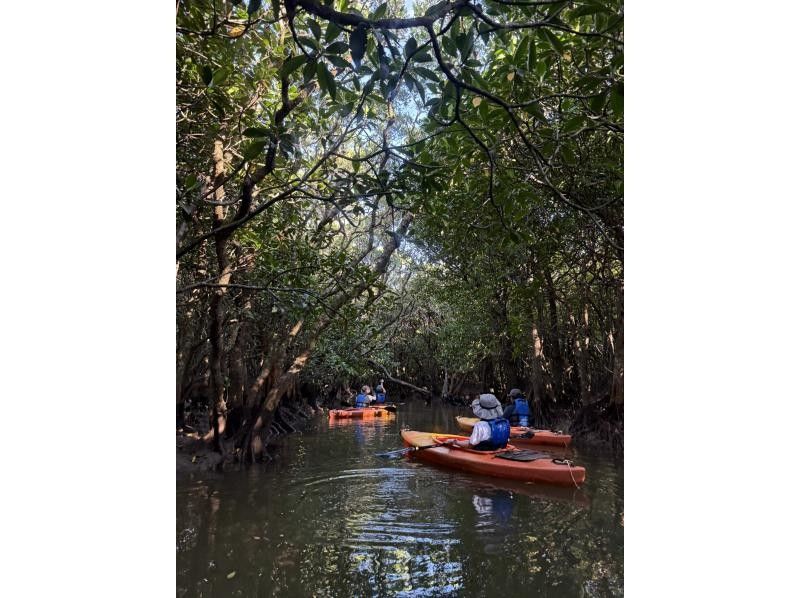【奄美大島 / 1組様限定貸切案内】2時間マングローブカヌーの紹介画像