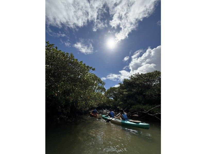 【奄美大島 / 1組様限定貸切案内】2時間マングローブカヌーの紹介画像