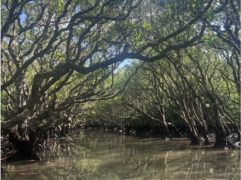 【奄美大島 / 1組様限定貸切案内】3時間マングローブカヌーの紹介画像