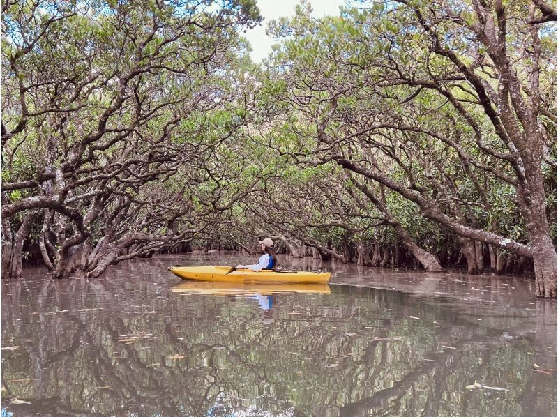 【奄美大島 / 1組様限定貸切案内】3時間マングローブカヌーの紹介画像