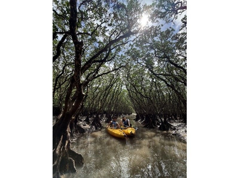 【奄美大島 / 1組様限定貸切案内】3時間マングローブカヌーの紹介画像