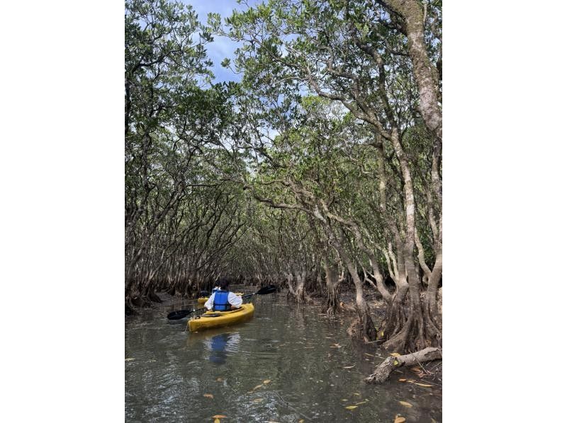 【奄美大島 / 1組様限定貸切案内】3時間マングローブカヌーの紹介画像