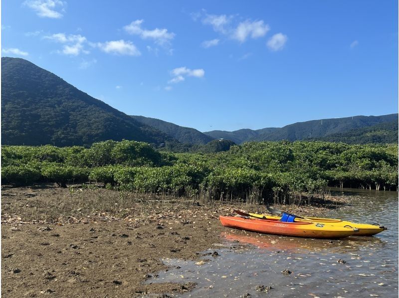 【鹿児島・奄美大島】2時間干潮マングローブカヌーの紹介画像