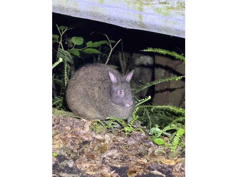 【奄美大島 / 1組様限定貸切案内】サンセットマングローブカヌーとアマミノクロウサギ探検ナイトツアーの紹介画像