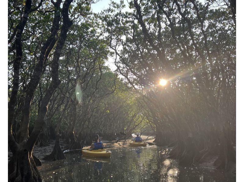 【奄美大島 / 1組様限定貸切案内】サンセットマングローブカヌーとアマミノクロウサギ探検ナイトツアーの紹介画像