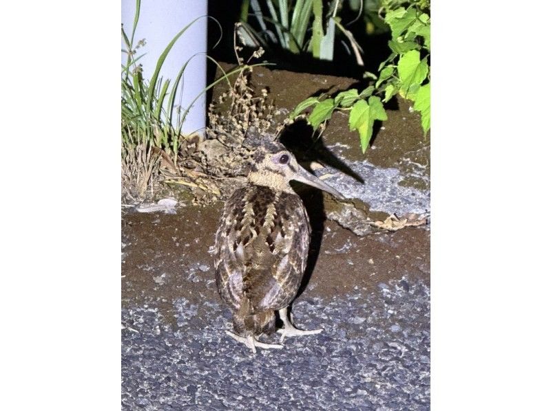 【奄美大島 / 1組様限定貸切案内】サンセットマングローブカヌーとアマミノクロウサギ探検ナイトツアーの紹介画像