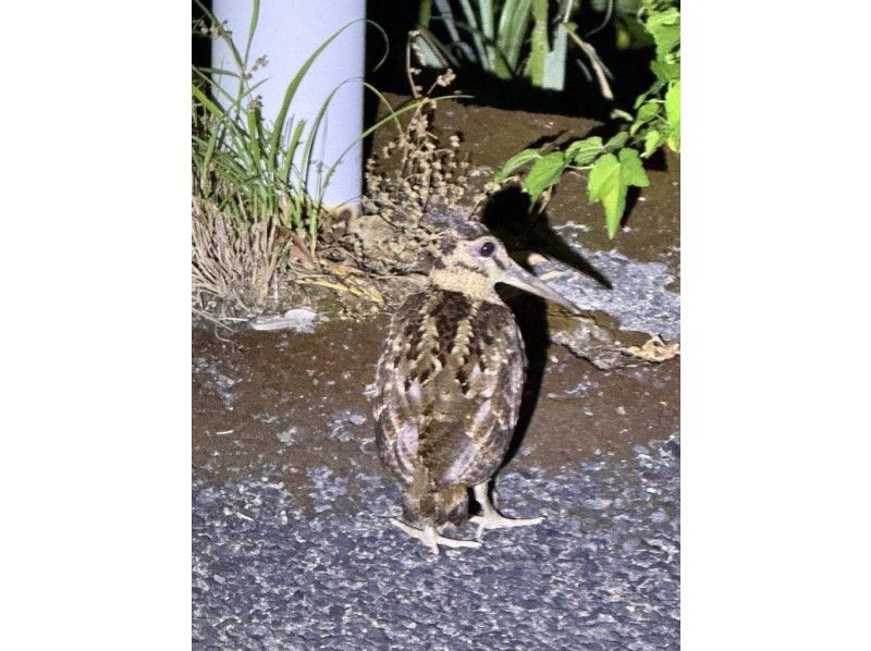 【奄美大島 / 1組様限定貸切案内】アマミノクロウサギ探検ナイトツアーの紹介画像