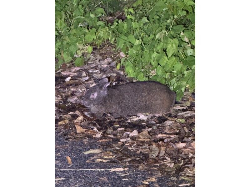 【奄美大島 / 1組様限定貸切案内】アマミノクロウサギ探検ナイトツアーの紹介画像