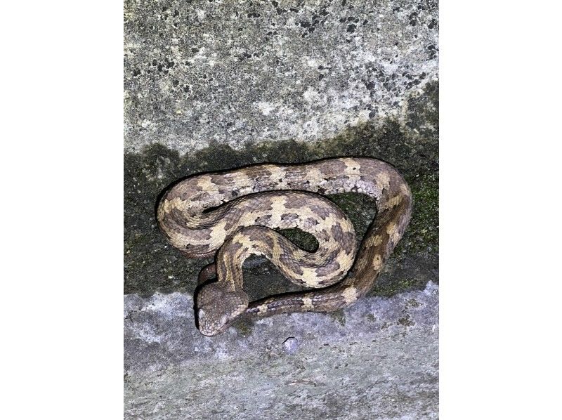 【奄美大島 / 1組様限定貸切案内】アマミノクロウサギ探検ナイトツアーの紹介画像