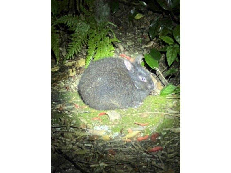 【奄美大島 / 1組様限定貸切案内】アマミノクロウサギ探検ナイトツアーの紹介画像