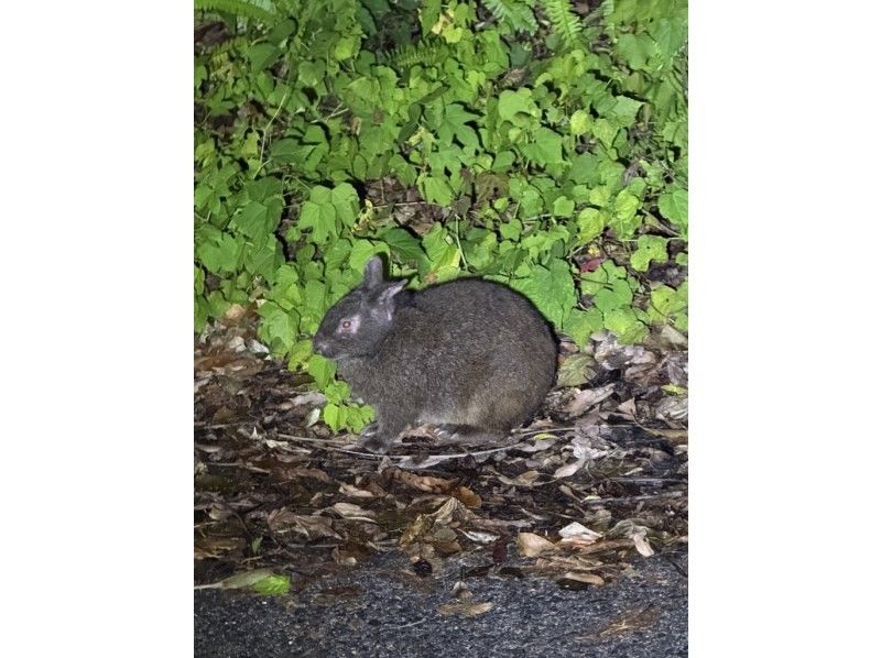 【奄美大島 / 1組様限定貸切案内】アマミノクロウサギ探検ナイトツアーの紹介画像