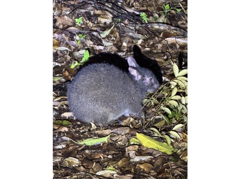 【奄美大島 / 1組様限定貸切案内】アマミノクロウサギ探検ナイトツアーの紹介画像