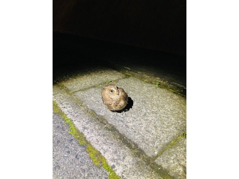 【奄美大島 / 1組様限定貸切案内】アマミノクロウサギ探検ナイトツアーの紹介画像