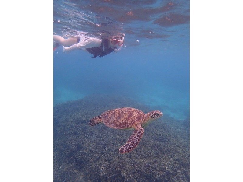 【奄美大島 / 1組様限定貸切案内】ウミガメシュノーケルの紹介画像