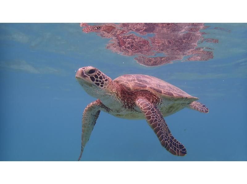 【鹿児島・奄美大島】ウミガメシュノーケルの紹介画像