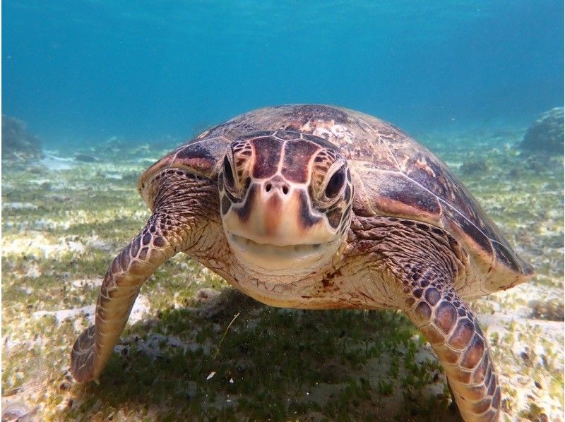 【奄美大島 / 1組様限定貸切案内】ウミガメシュノーケルの紹介画像