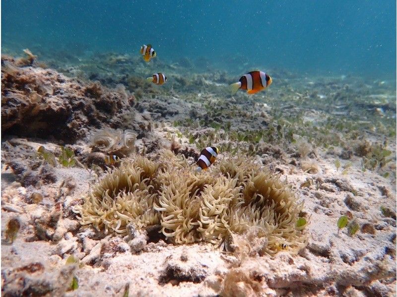 【奄美大島 / 1組様限定貸切案内】ウミガメシュノーケルの紹介画像