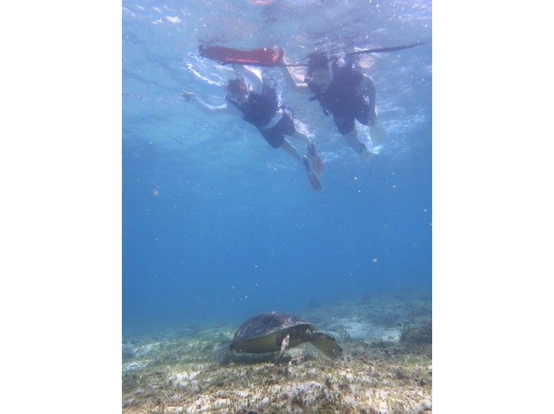 【奄美大島 / 1組様限定貸切案内】ウミガメシュノーケルの紹介画像