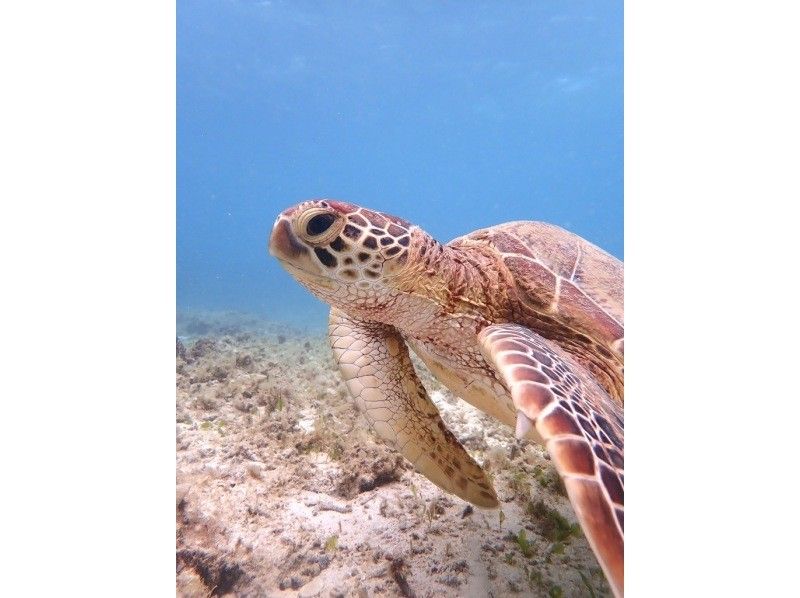 【奄美大島 / 1組様限定貸切案内】ウミガメシュノーケルの紹介画像