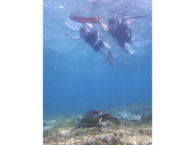 【奄美大島 / 1組様限定貸切案内】ウミガメシュノーケルの紹介画像