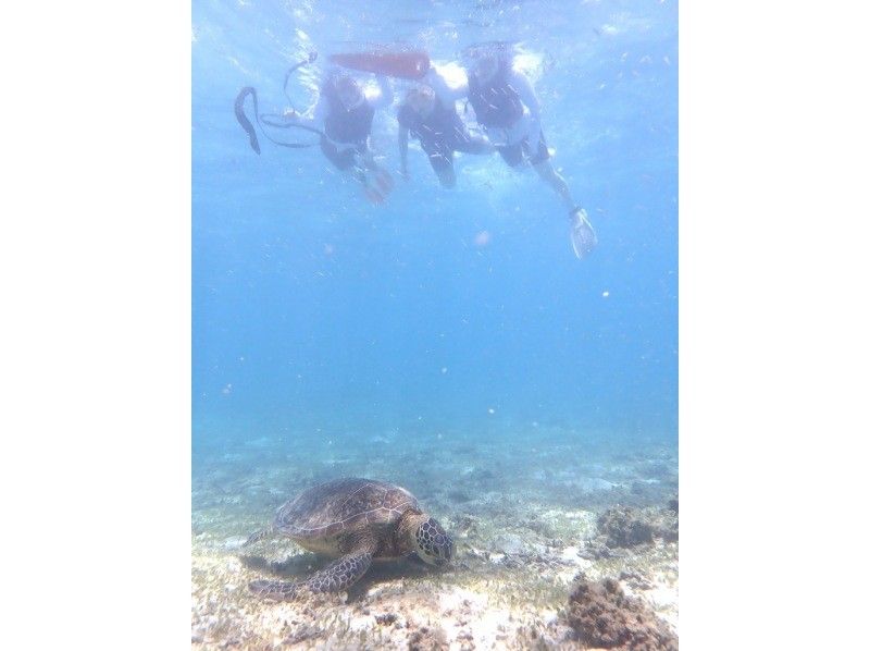 【奄美大島 / 1組様限定貸切案内】ウミガメシュノーケルの紹介画像