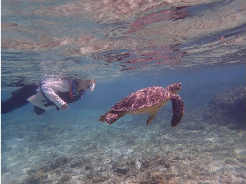 【奄美大島 / 1組様限定貸切案内】ウミガメシュノーケルの紹介画像