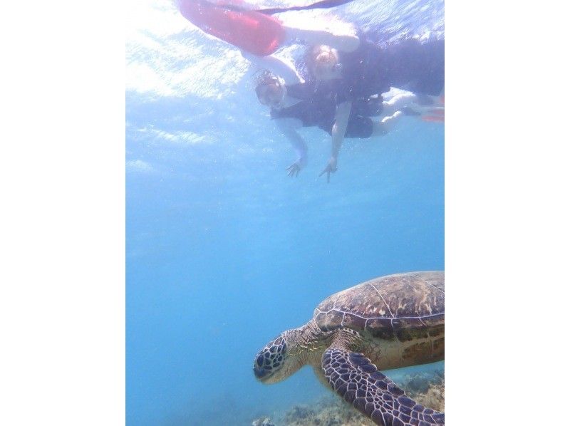 【奄美大島 / 1組様限定貸切案内】ウミガメシュノーケルの紹介画像