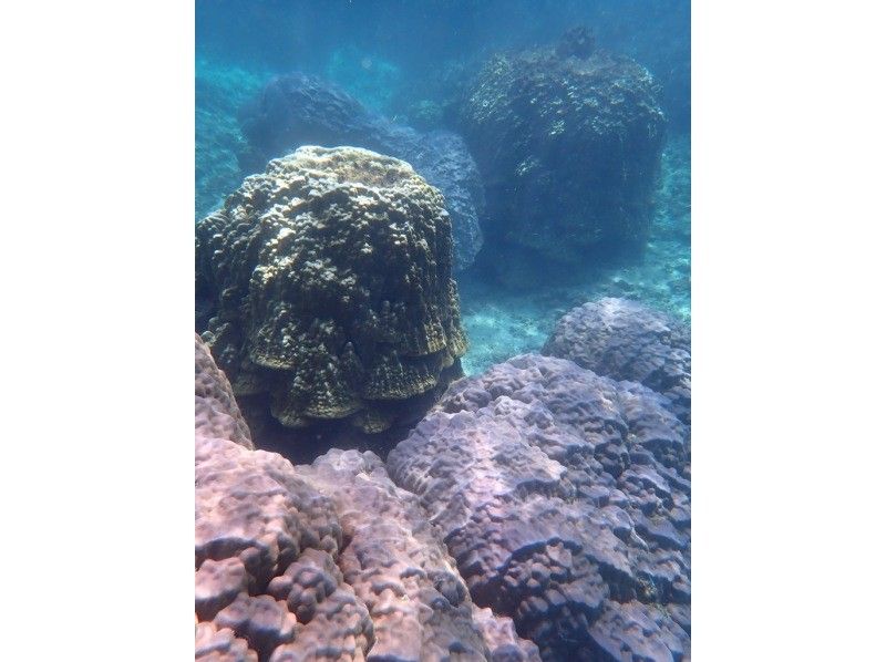 【奄美大島 / 1組様限定貸切案内】ウミガメシュノーケルの紹介画像