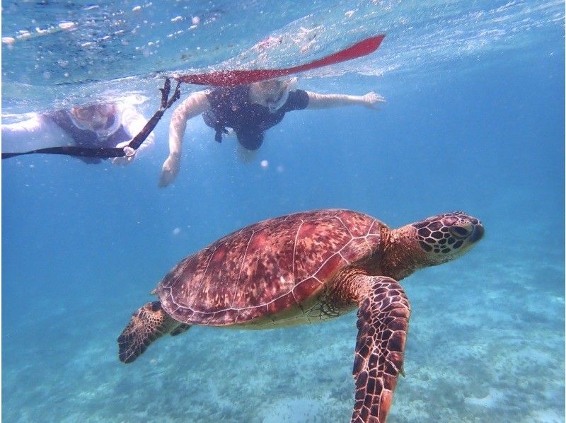 【奄美大島 / 1組様限定貸切案内】ウミガメシュノーケルの紹介画像