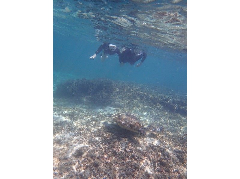 【奄美大島 / 1組様限定貸切案内】ウミガメシュノーケルの紹介画像
