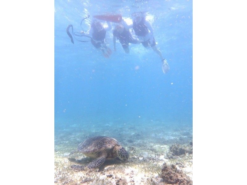 【奄美大島 / 1組様限定貸切案内】ウミガメシュノーケルの紹介画像