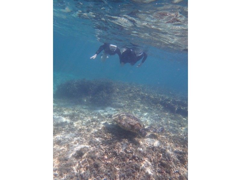 【奄美大島 / 1組様限定貸切案内】ウミガメシュノーケルの紹介画像