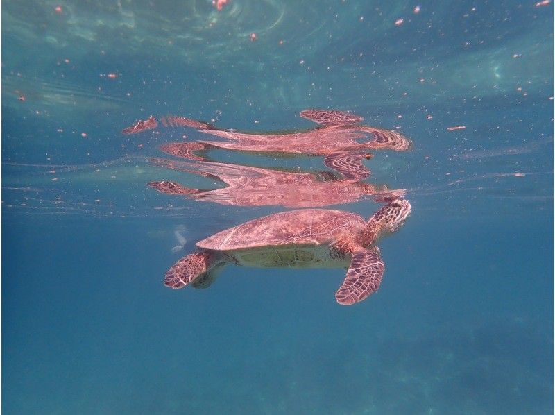 【奄美大島 / 1組様限定貸切案内】ウミガメシュノーケルの紹介画像