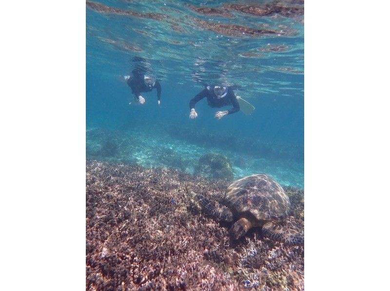 【奄美大島 / 1組様限定貸切案内】ウミガメシュノーケルの紹介画像