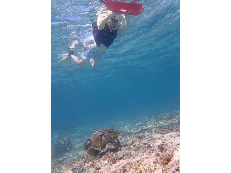 【奄美大島 / 1組様限定貸切案内】ウミガメシュノーケルの紹介画像