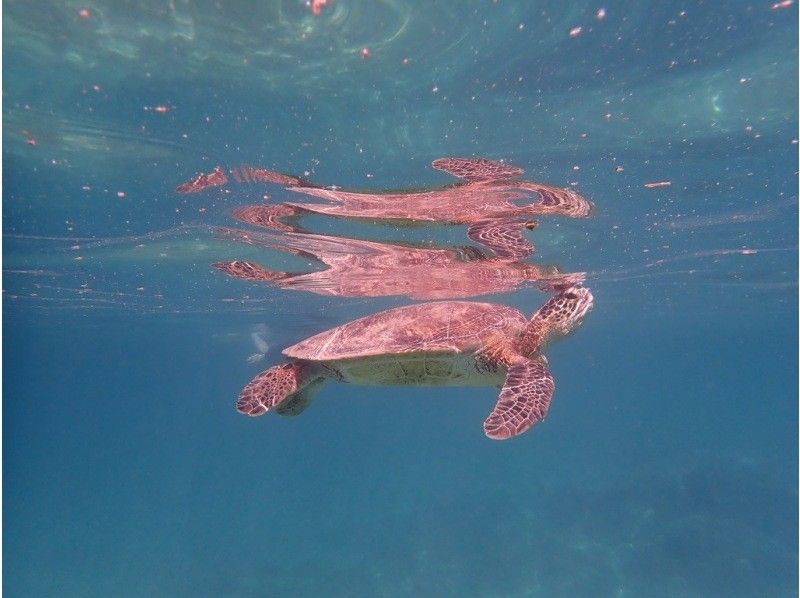 【奄美大島 / 1組様限定貸切案内】ウミガメシュノーケルの紹介画像