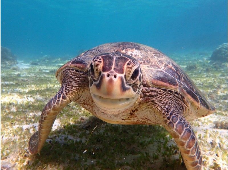 【奄美大島 / 1組様限定貸切案内】ウミガメシュノーケルの紹介画像