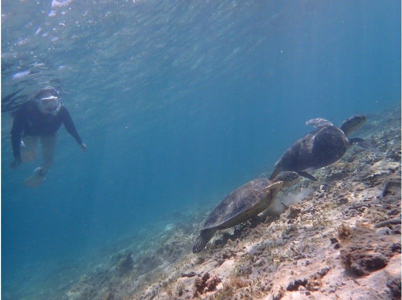 【奄美大島 / 1組様限定貸切案内】ウミガメシュノーケルの紹介画像