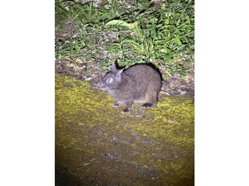 【奄美大島 / 完全送迎 / 1組様限定貸切案内】1日フリーツアーの紹介画像