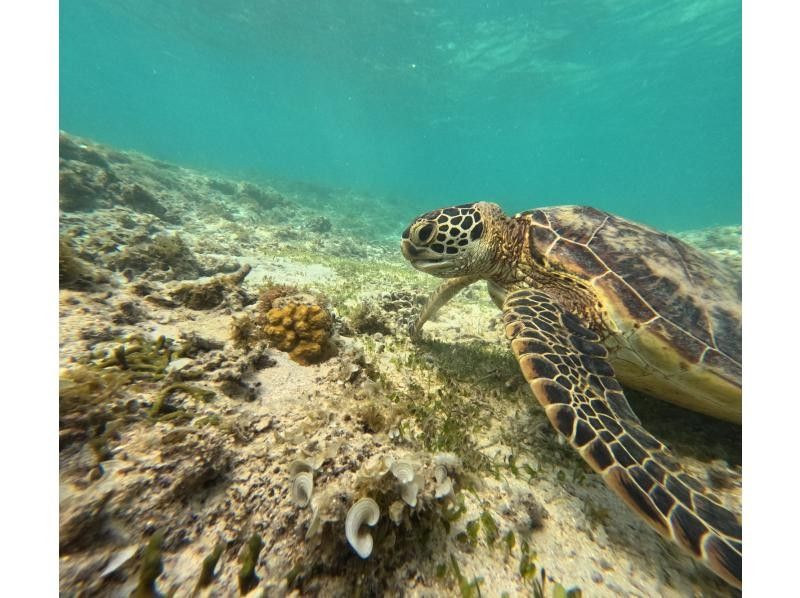 【奄美大島 / 完全送迎 / 1組様限定貸切案内】1日フリーツアーの紹介画像