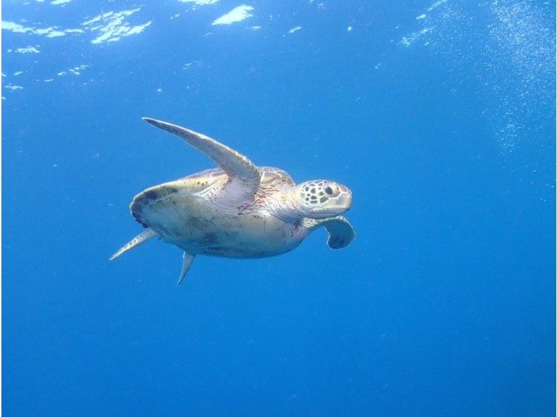 [Okinawa, Ishigaki Island] Blue Cave Snorkeling Self-Guided Tour with Toilets and Showers! (3-hour course)の紹介画像