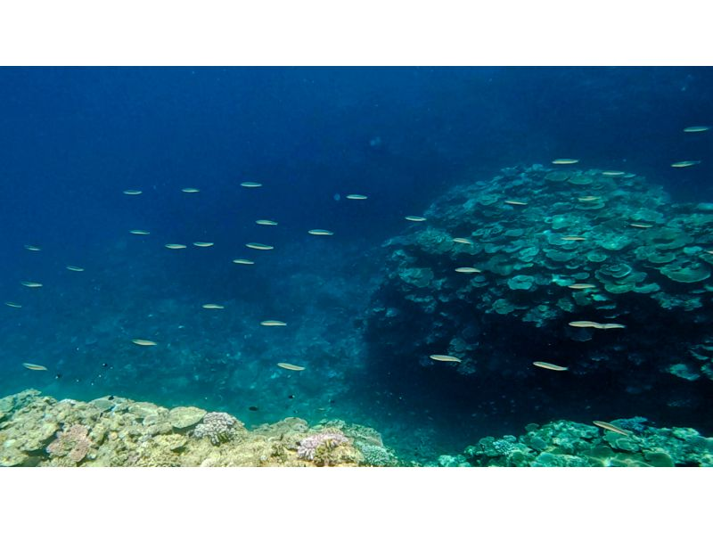 [Okinawa, Ishigaki Island] Blue Cave Snorkeling Self-Guided Tour with Toilets and Showers! (3-hour course)の紹介画像