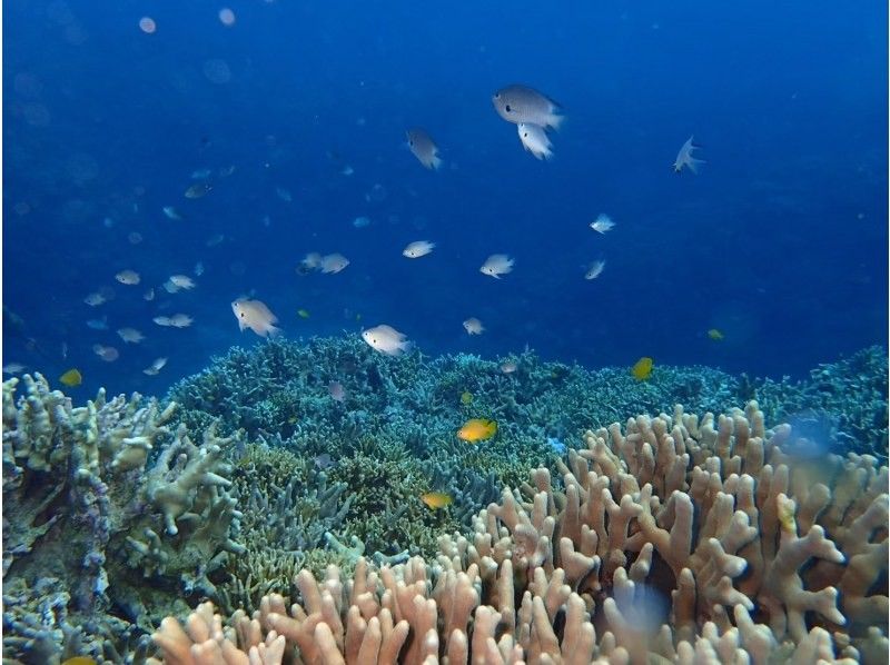 [Okinawa, Ishigaki Island] Blue Cave Snorkeling Self-Guided Tour with Toilets and Showers! (3-hour course)の紹介画像