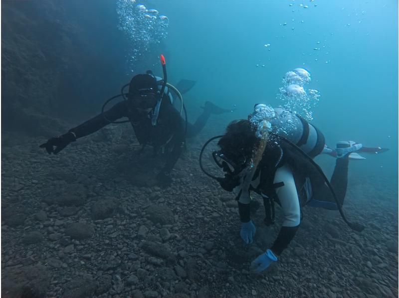 [Wakayama / Kushimoto Experience Diving] Families and beginners welcome! Experience diving in the sea of Kushimoto (participants from 10 years old) with safe support in small groupsの紹介画像
