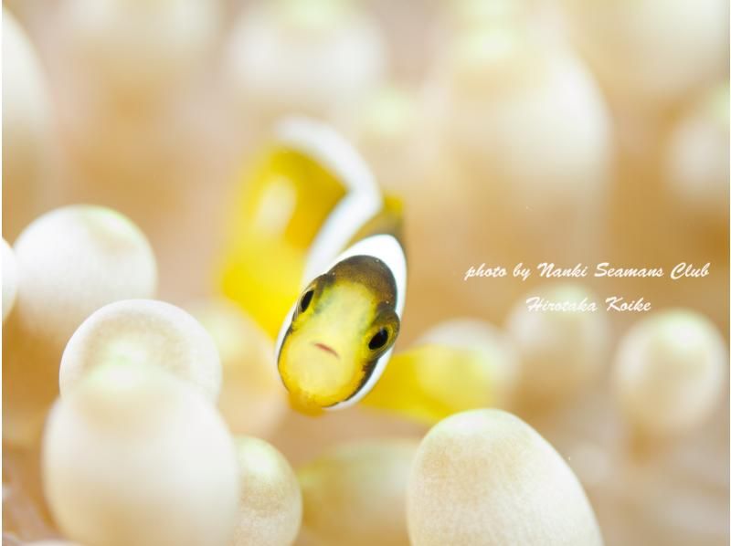 [Wakayama / Kushimoto Experience Diving] Families and beginners welcome! Experience diving in the sea of Kushimoto (participants from 10 years old) with safe support in small groupsの紹介画像