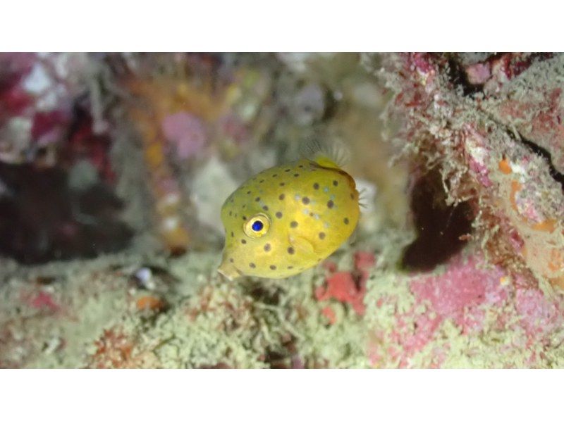 [Wakayama / Kushimoto Experience Diving] Families and beginners welcome! Experience diving in the sea of Kushimoto (participants from 10 years old) with safe support in small groupsの紹介画像