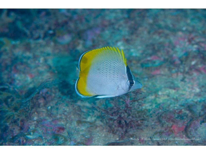 [Wakayama / Kushimoto Experience Diving] Families and beginners welcome! Experience diving in the sea of Kushimoto (participants from 10 years old) with safe support in small groupsの紹介画像