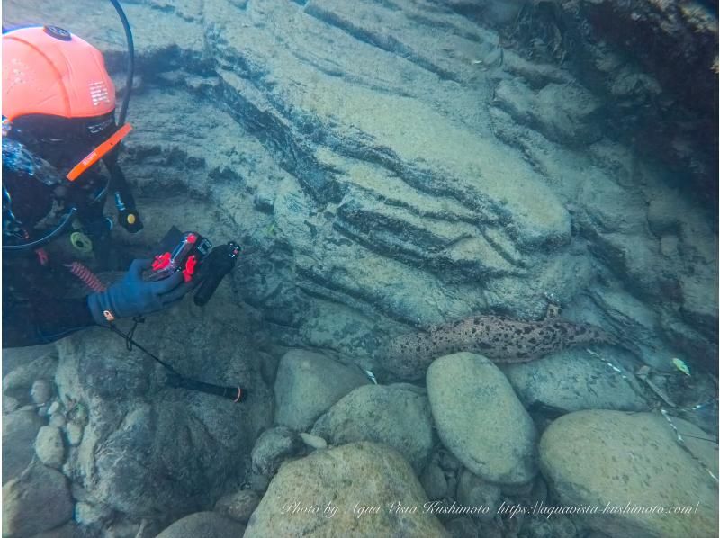【和歌山・古座川】天然記念物オオサンショウウオを探す！リバーダイビング　半日コース（ライセンス保有者対象）の紹介画像